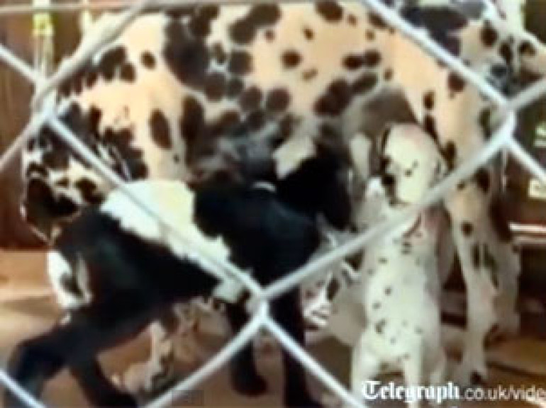 Dalmatian Suckles a Piglet and a Kid Alongside her Own Pups