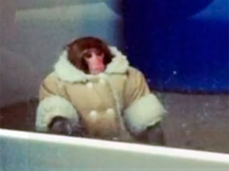 Monkey in a jacket shocks IKEA customers in Toronto