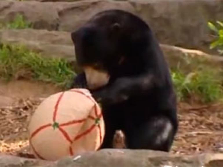 Christmas presents for animals at Australian zoo