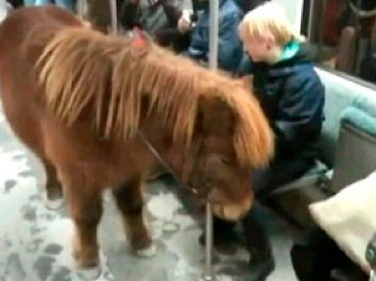 Pony Travelling by Subway in Berlin