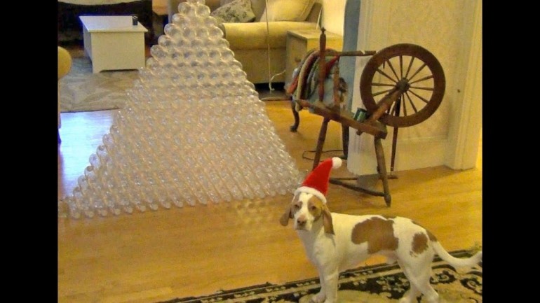 Dog receives 210 bottles for Christmas