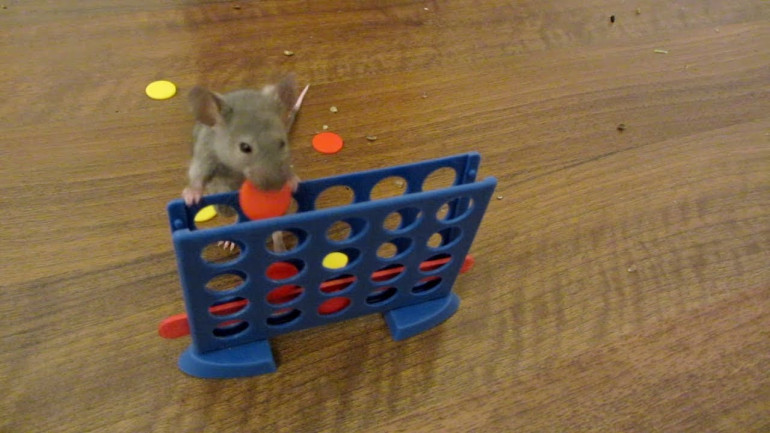 Video with trained mouse becomes Youtube's hit