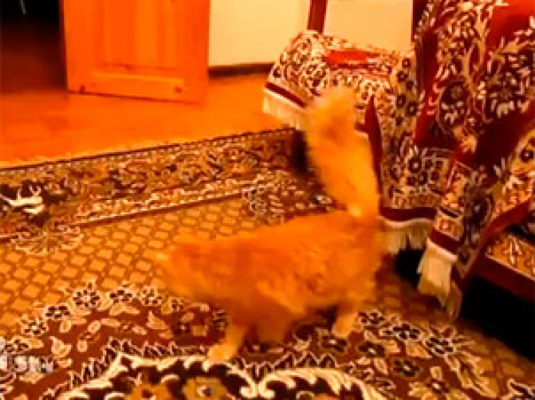 Cat scared of Mario jump