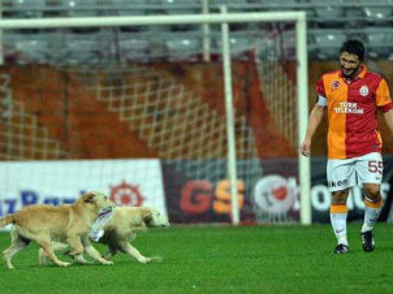 Dogs Play Football at Galatasarya
