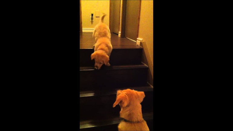Dog teaches puppy to go down stairs.