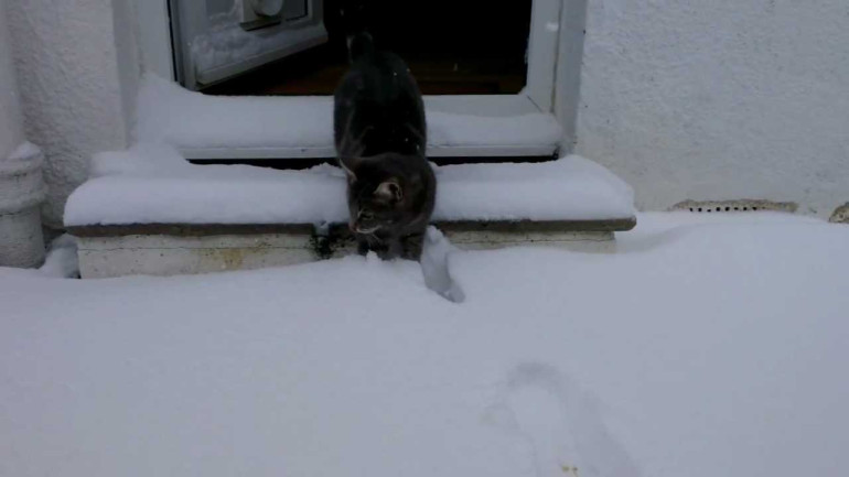Cat's Reaction to Snow