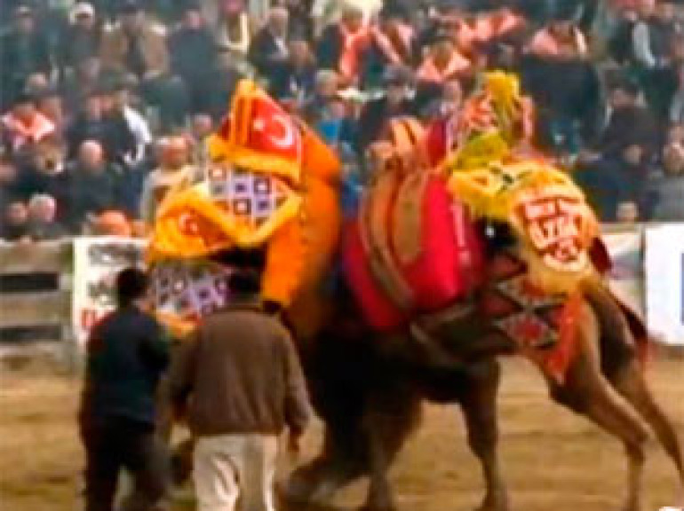 Camels Battle for Supremacy in Wrestling Championships in Turkey