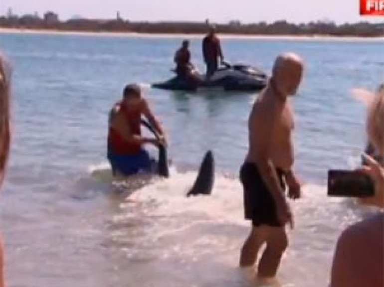 Briton wresles shark away from children