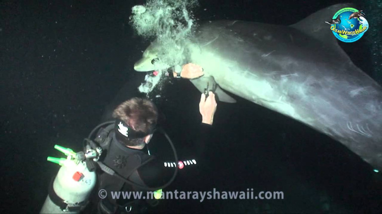 Dolphin Seeks Diver's Help