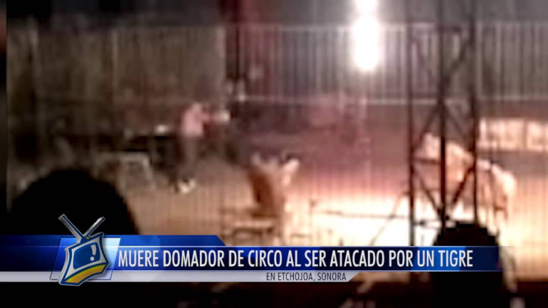 Tiger kills trainer during circus performance