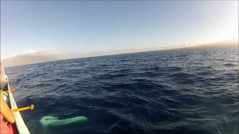 Humpback Whale Gives Canoe a Love Tap