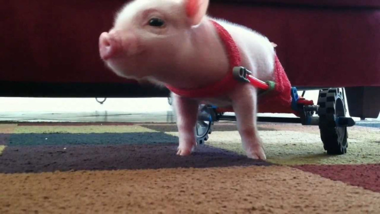 Pig in Wheelchair