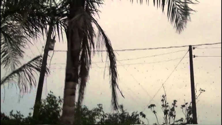 Brazil Sees Rain in Spiders