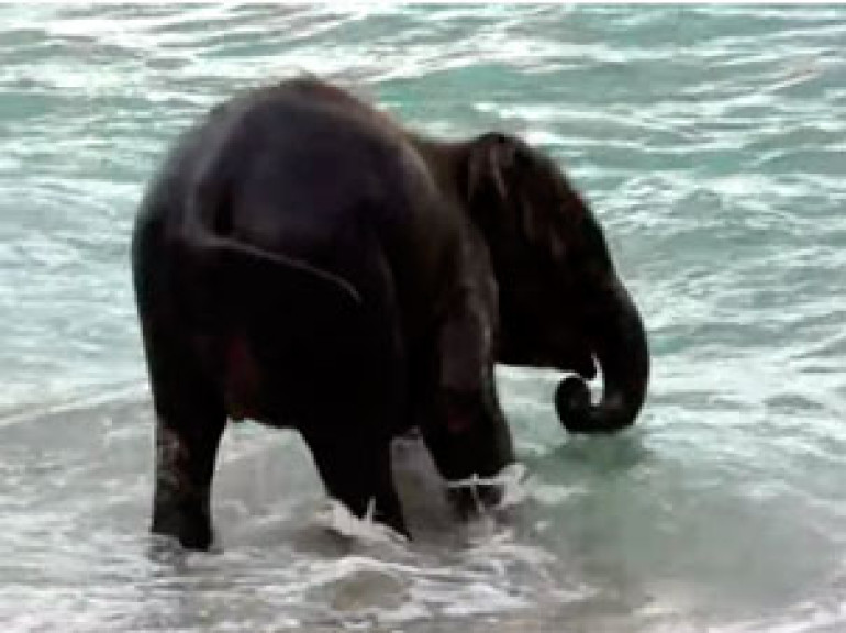 Elephant Swimming in Ocean