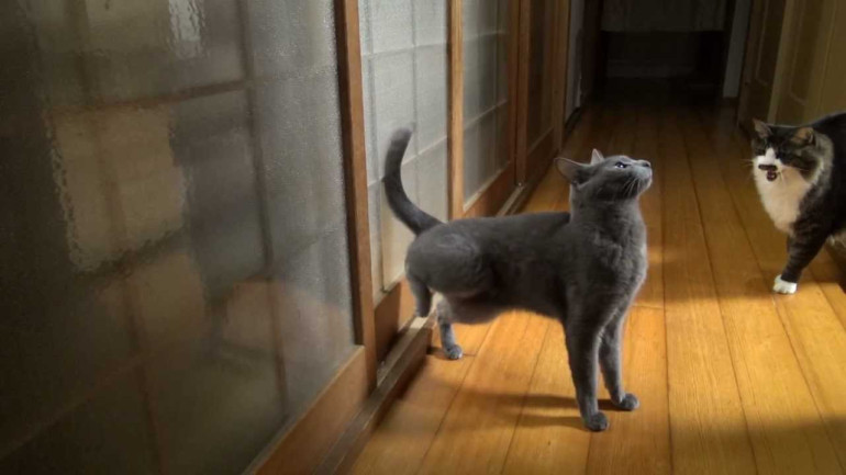 'Polite' Cat Knocks at Door Before Going in