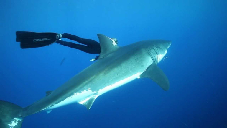 Swimming with Great Whites