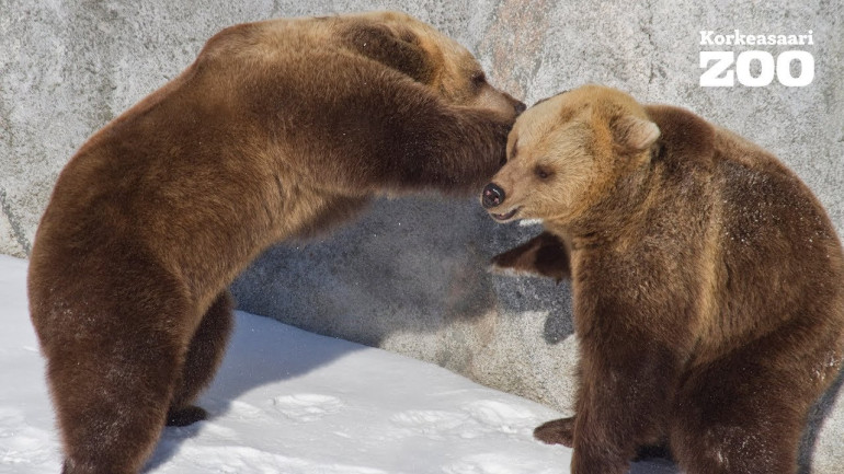 Bears Wake from Winter Sleep