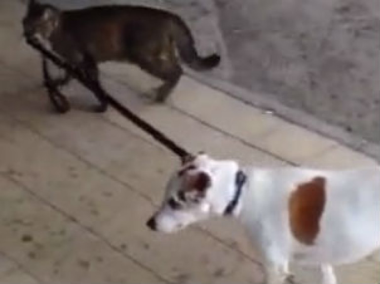 Cat taking the dog home