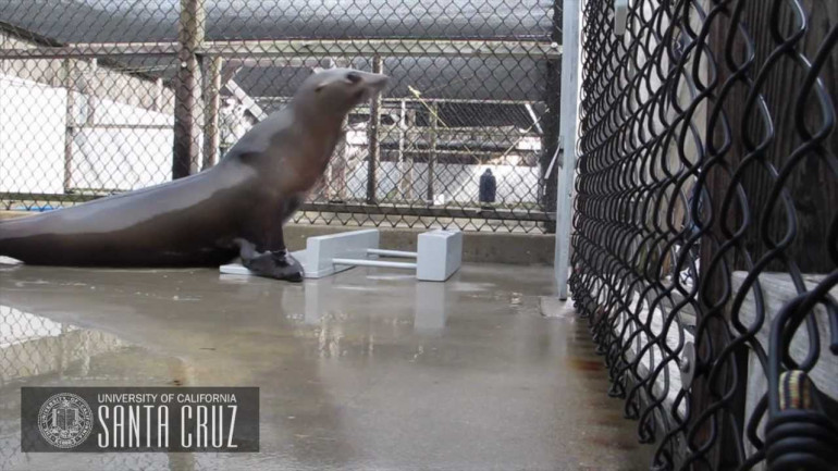 Beat Keeping in a California Sea Lion 