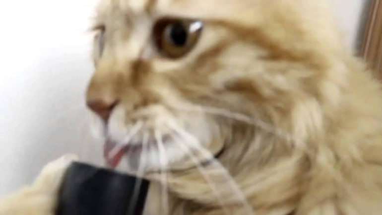 Cat and Vacuum Cleaner