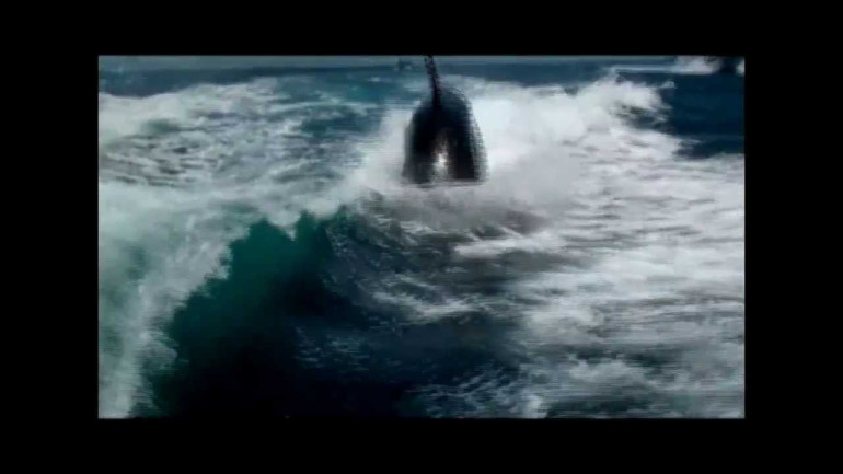 Couple's Amazing Close Encounter with Surfing Killer Whales in Boat Wake