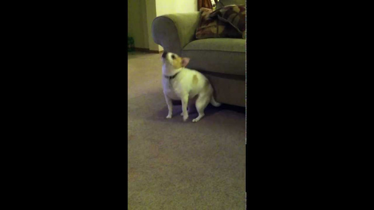 Dog 'Dancing' to Eminem 'Shake That'