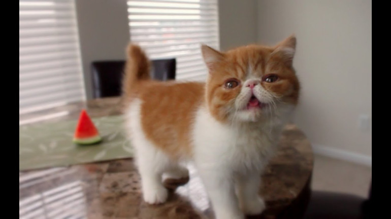 Baby Pancake and Watermelon