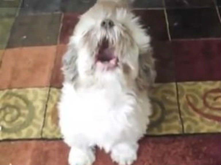 Meet Cody The Screaming Dog