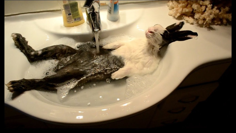 Bunny Takes Shower