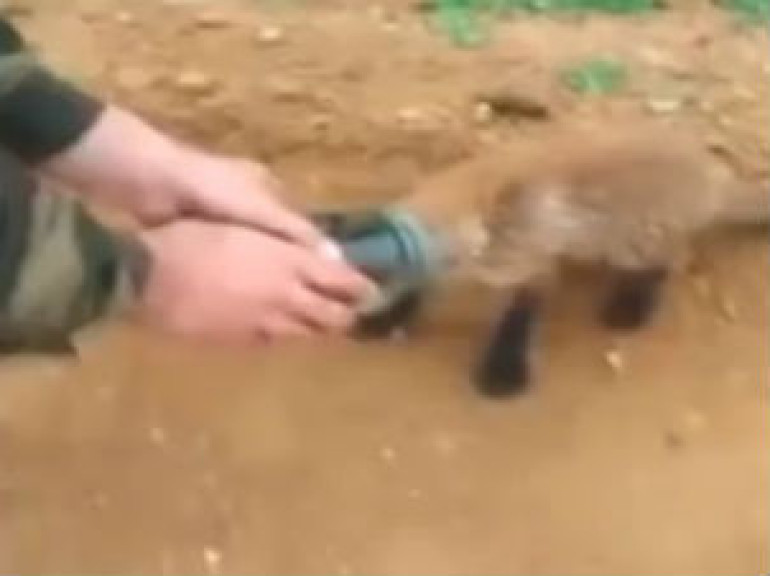 Fox Cub Comes to People for Help
