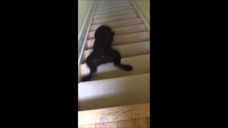 Chocolate Lab Puppy Stair Surfing Again