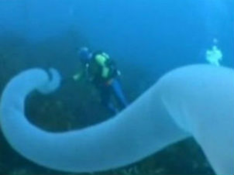 Giant Pyrosome and Salps