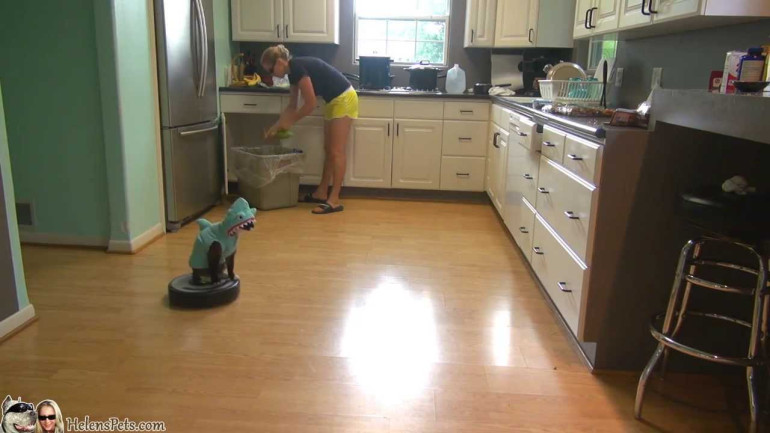 Shark Cat cleaning Kitchen