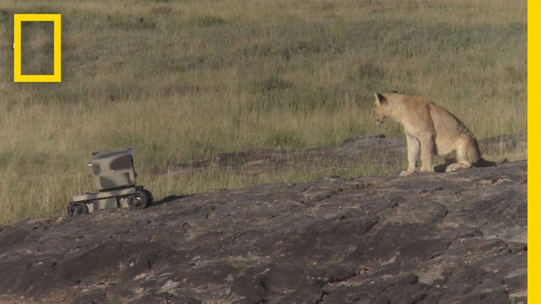 Photographing Lions With Technology - National Geographic