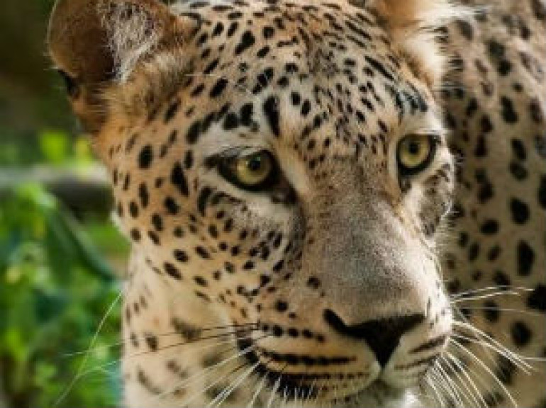 Caucasian Leopard in Wildlife Refuge in Armenia