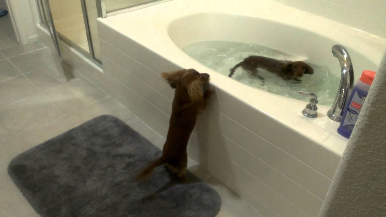 Mini Dachshund Bath Time