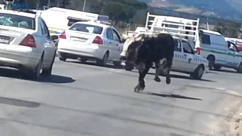 Bulls Appears in Street in South Africa