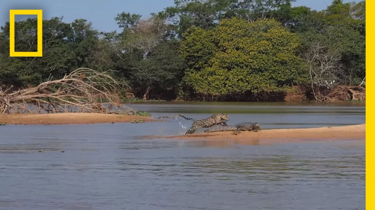 Jaguar Attacks Crocodile