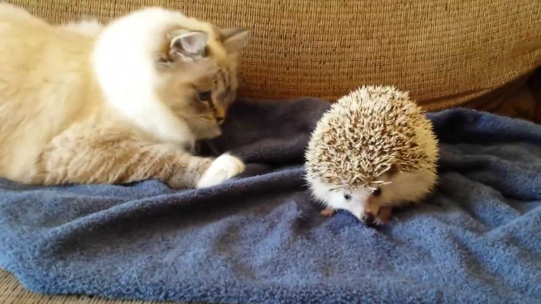Kitty Sits on Hedgehog!