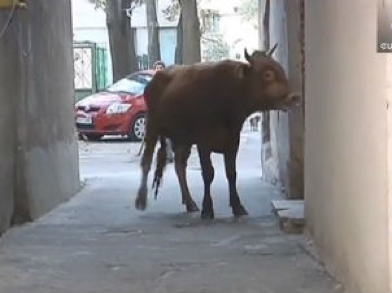 Charging Bull Attacks Traffic Warden in the Middle of Street in Romania