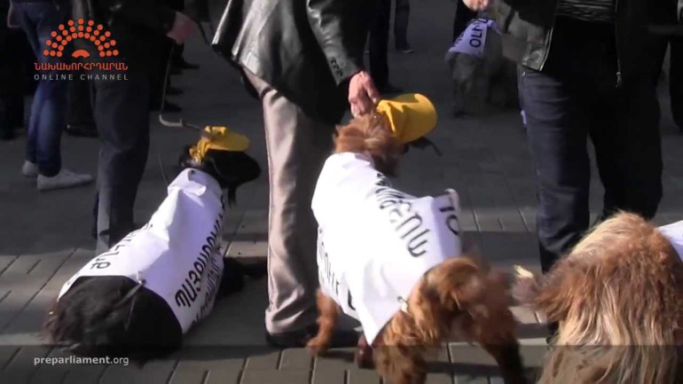 Goats "Fighting" against Armenian Oligarchs
