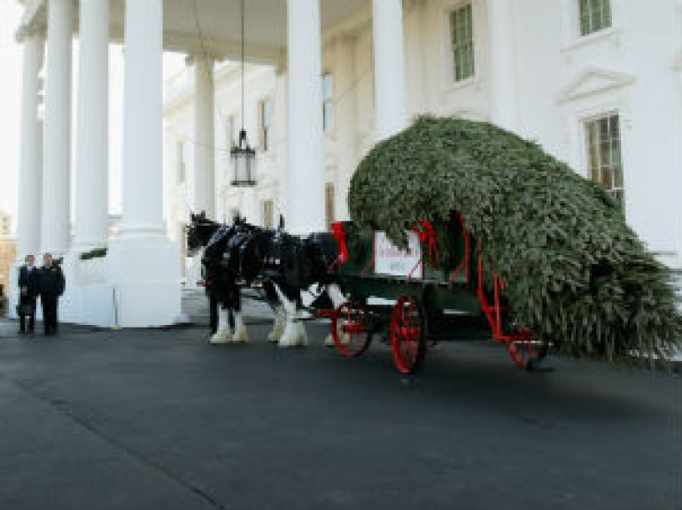 White House Christmas Tree Arrives