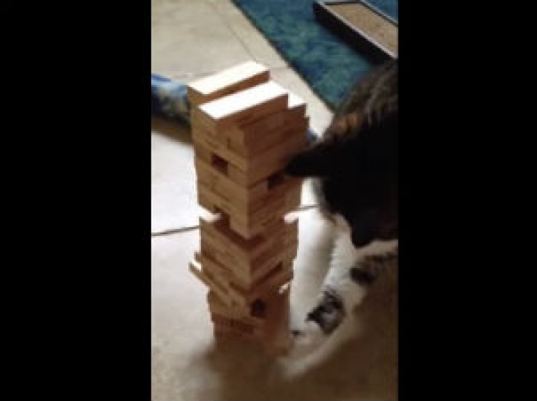Կատուն իր տիրոջ հետ Jenga է խաղում