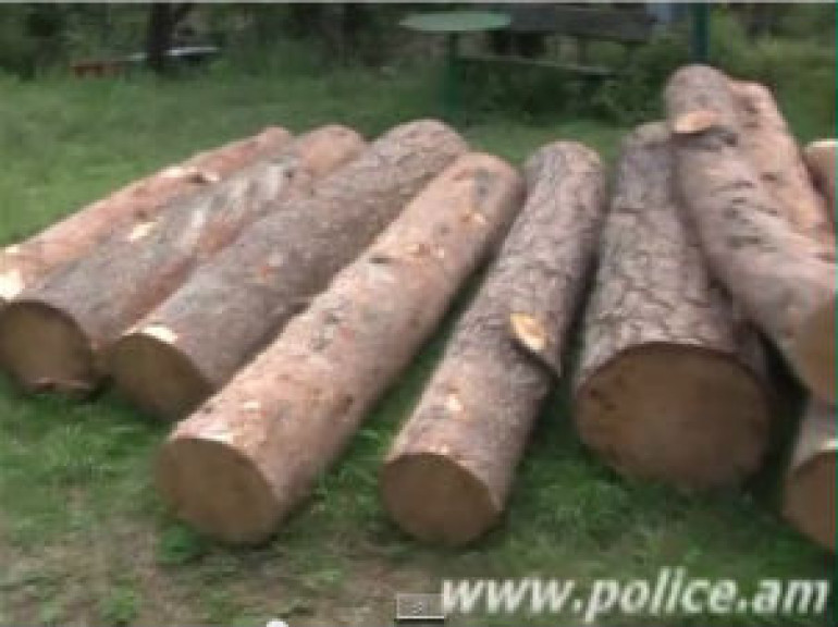 Вырубка деревьев и огнестрельное ранение 