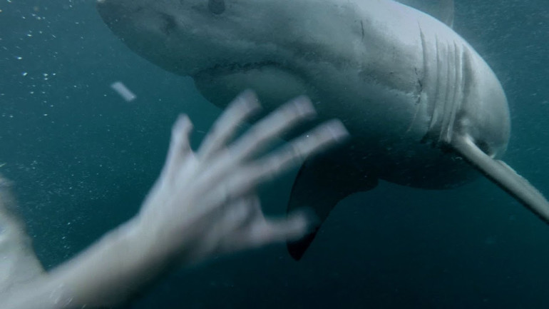 Man fights off great shark in Sydney Harbour 