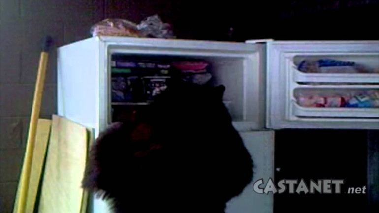 Bear Stealing Food from Fridge