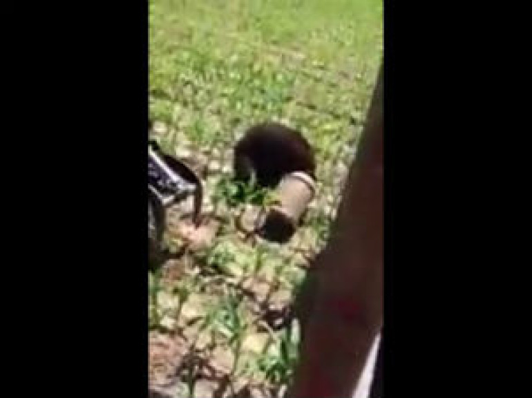 Tractor Driver Rescues Bear Stuck in Milk Can