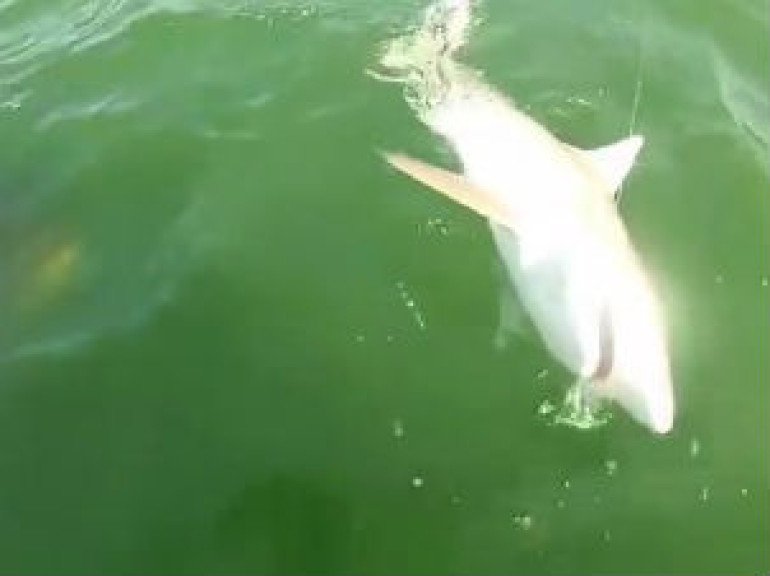 Grouper eats 4ft shark in one bite