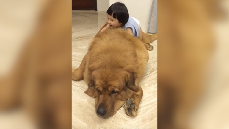 Փոքրիկ չինուհին խաղում է հսկա շան հետ