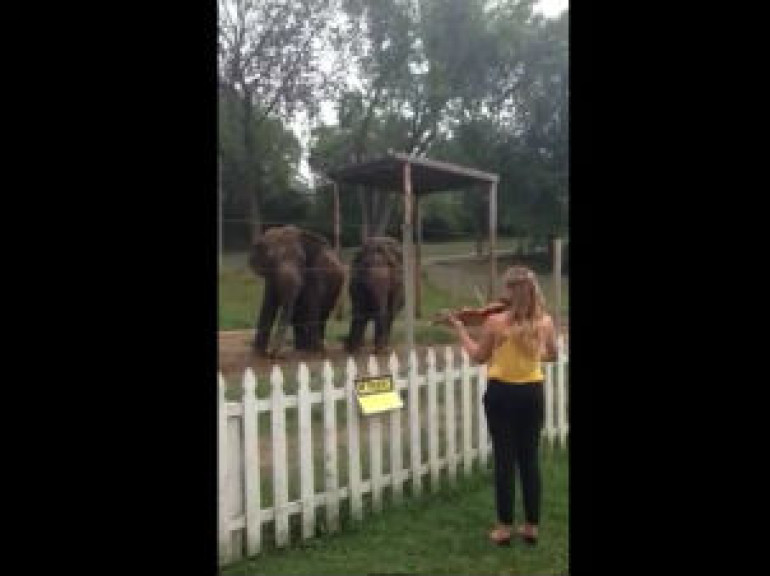 Elephants Dancing to Violin
